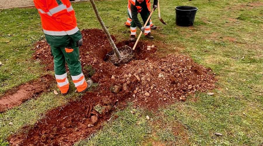 SADNJA STABALA U SKLOPU AKCIJE "ZASADI STABLO, NE BUDI PANJ!"