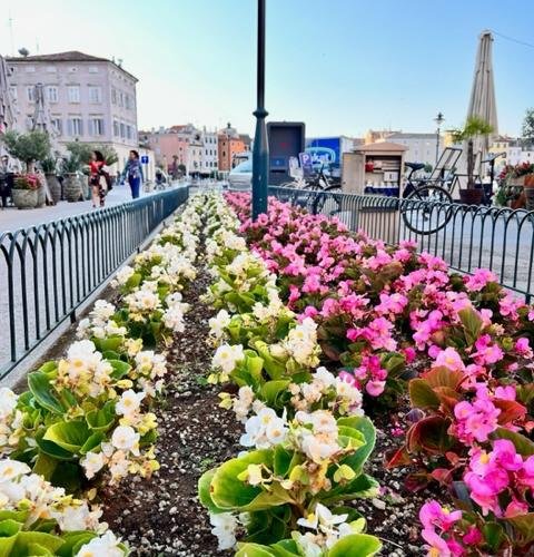 SADNJA LJETNOG CVIJEĆA