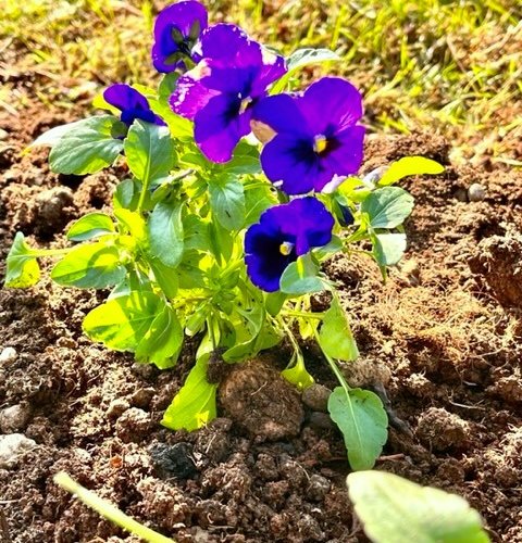 SADNJA JESENSKOG CVIJEĆA