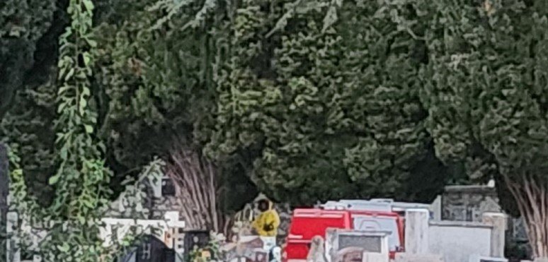 Uklanjanje gnijezda stršljena na Gradskom groblju