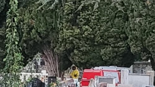 Uklanjanje gnijezda stršljena na Gradskom groblju