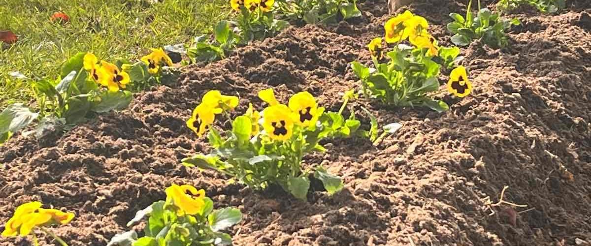 NOVOSTI OJ ZELENILO - SADNJA JESENSKOG CVIJEĆA