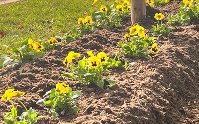 NOVOSTI OJ ZELENILO - SADNJA JESENSKOG CVIJEĆA