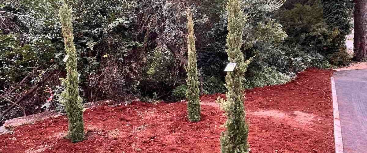 NOVOSTI OJ ZELENILO  - SADNJA STABALA