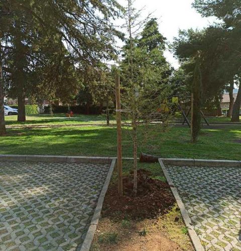 ZASAĐEN CEDAR NA PARKIRALIŠTU NA PROLAZU MILANA MACANA