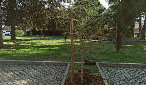 ZASAĐEN CEDAR NA PARKIRALIŠTU NA PROLAZU MILANA MACANA