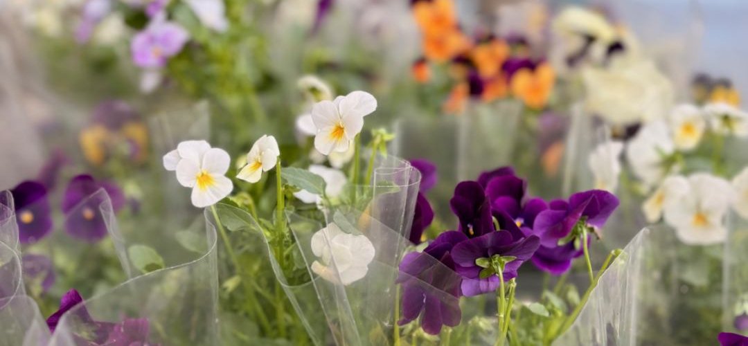 MEĐUNARODNI DAN ŽENA