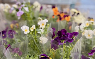 MEĐUNARODNI DAN ŽENA