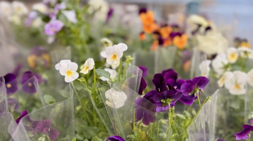 MEĐUNARODNI DAN ŽENA