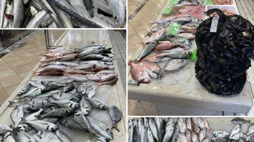 BOGATA PONUDA SVJEŽE RIBE